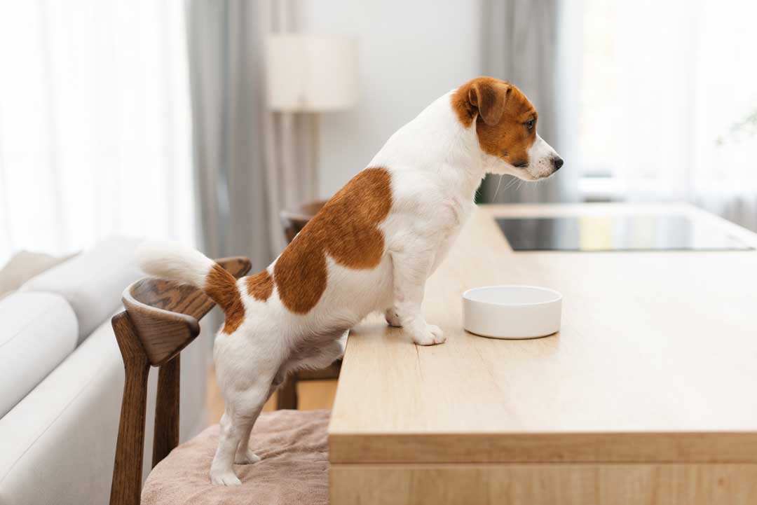 Dürfen Hunde Sauerkraut essen