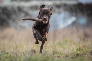 Dürfen Hunde Sauerkraut essen