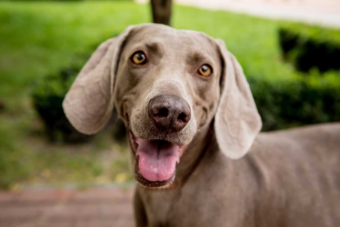 topinambur hund – Anwendung und Dosierung - Einschleichen als Pflichtprogramm